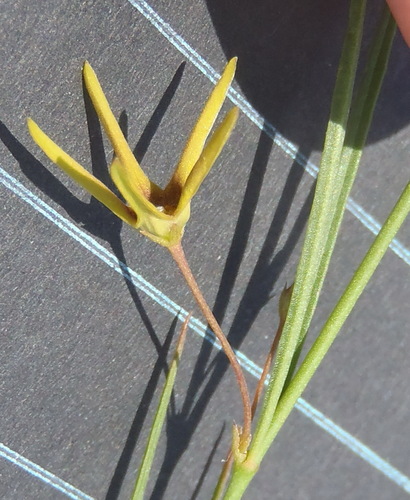 Ceropegia chlorantha