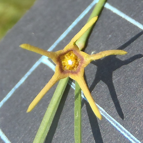 Ceropegia chlorantha