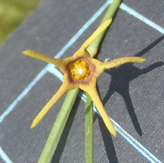 Brachystelma chloranthum