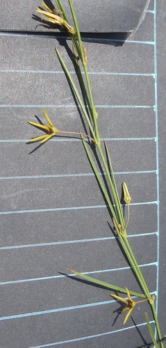 Ceropegia chlorantha