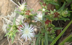 Delosperma herbeum
