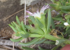 Delosperma herbeum