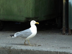Larus argentatus
