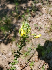 Oenothera clelandii
