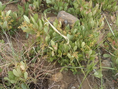Searsia magalismontana magalismontana