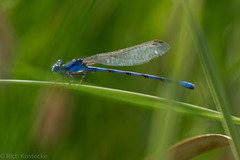 Argia leonorae