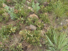 Searsia magalismontana magalismontana