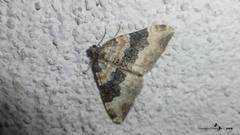 Epirrhoe galiata
