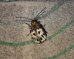 Acrocyum sallaei
