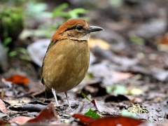 Hydrornis schneideri