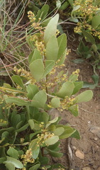 Searsia magalismontana magalismontana