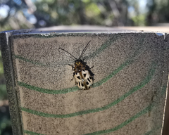 Acrocyum sallaei