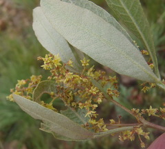 Searsia magalismontana magalismontana