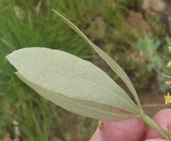 Searsia magalismontana magalismontana