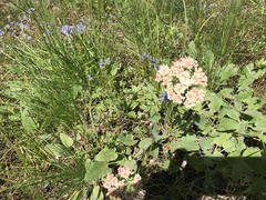 Eriogonum compositum