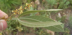 Searsia magalismontana magalismontana