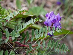 Oxytropis montana