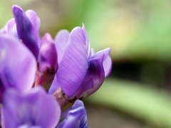 Oxytropis montana