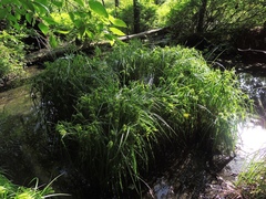 Carex lurida