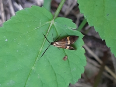Nemophora degeerella