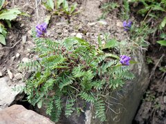 Oxytropis montana