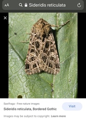 Sideridis reticulata