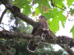 Falco columbarius suckleyi