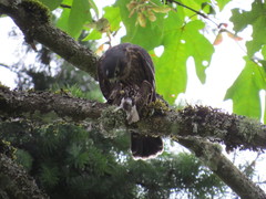 Falco columbarius suckleyi