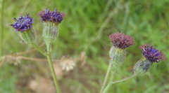 Senecio discodregeanus