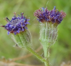 Senecio discodregeanus