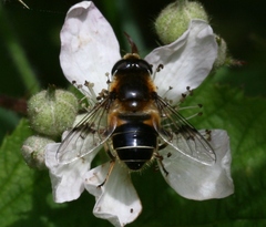 Eristalis rupium