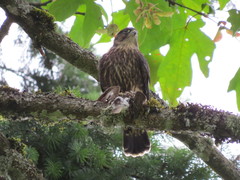 Falco columbarius suckleyi
