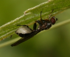 Sphegina