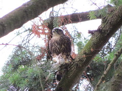 Falco columbarius suckleyi