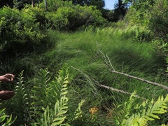Carex oligosperma