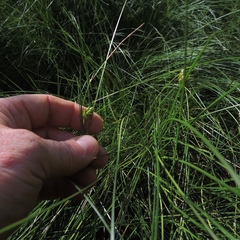 Carex oligosperma