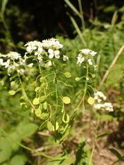 Peltaria alliacea