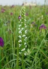 Platanthera hologlottis