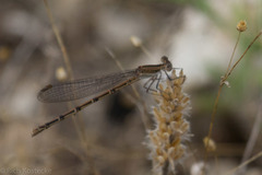 Argia nahuana