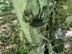 Phellinus nigricans