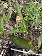Persicaria minor