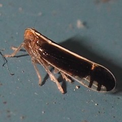 Stenocranus brunneus