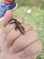 Pholidobolus vertebralis