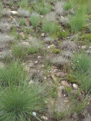 Wahlenbergia virgata