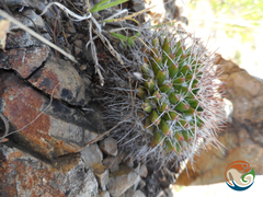 Mammillaria polyedra