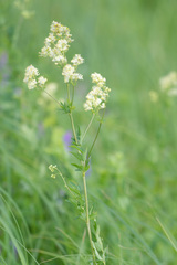 Thalictrum lucidum