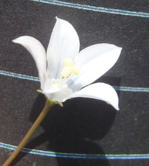 Wahlenbergia virgata