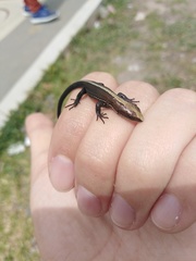 Pholidobolus vertebralis