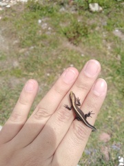 Pholidobolus vertebralis