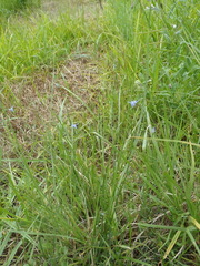 Wahlenbergia virgata